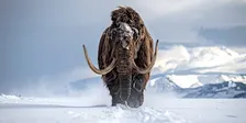 Extinction Extravaganza (Adults and Ages 8+)