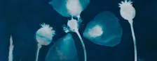 Cyanotype Workshop (Bowmanville)