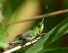 Insect Walk Series with Insectopia: Life in the New Meadow