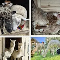Stretch, Smile & Unwind: Farmyard Chair Yoga!