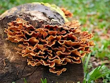 NWT Sweet Briar Marshes - Fantastic fungi (Adult event)