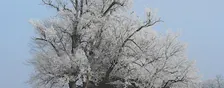 NWT Sweet Briar Marshes - Winter tree identification for beginners