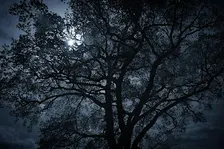 NWT Sweet Briar Marshes - Winter stargazing (Adult event 3 Dec)