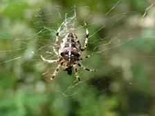 NWT Sweet Briar Marshes: Spooky species (family event)