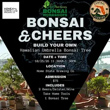 Bonsai & Cheers at Home State Brewing | Hawaiian Umbrella Bonsai Workshop