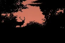 Wex Workshops: Red Deer Rut Photography at Richmond Park & SONY