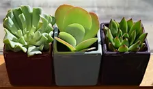 Growing Through the Holidays: Houseplant Propagation & Lettuce from Seed