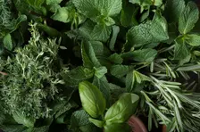 Herbal Delights Series