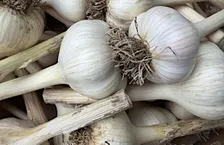 Growing Great Garlic