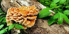 Eat the Neighborhood Foraging Tour & Dinner: Khepri Kitchen Mount Prospect
