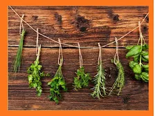 Native Culinary Herbs