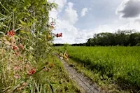 Upton Broad wildlife walk (5 November)