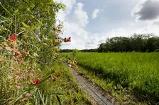Upton Broad wildlife walk (1 October)
