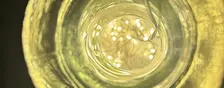 Soil to Soul Living: A SOUND HEALING Experience