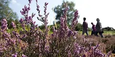 Nature Connection Walk on Bramshott Common