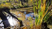Sortie "Zones humides : une biodiversité à explorer" à Steinbrunn-Le-Bas