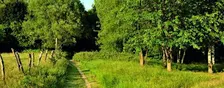 Présentation de la gestion du patrimoine arboré au Kauwberg