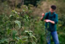 Atelier cuisine sauvage : les arbres et l'automne / Workshop ‘Koken met ingrediënten uit de natuur’: bomen en de herfst
