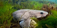 Wildlife Rangers for 12-16yr olds, Rottingdean Beach (110237035)