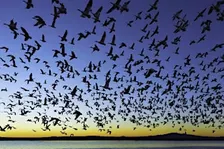 Falling for Birds: A Migratory Experience - Goat Hill Preserve