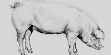 Whole Hog Butchery Workshop