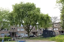 Rondleiding/wandeling door de Notenbuurt