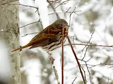 Resident Birds of Winter