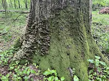 Celebration of The Woodlands- Knox County, OH