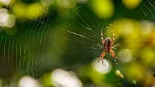 Sortie "(Re)découvrir les araignées autrement !" à Hombourg