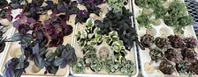 Plant Swap & Discussion