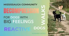 Decompression Walks | For Dogs With Big Feelings.