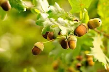 Preschool Nature Time | Little Acorns