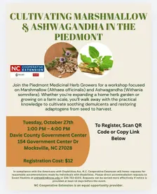 Cultivating Marshmallow & Ashwagandha in The Piedmont