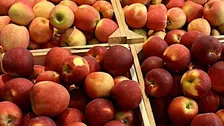 From Johnny Appleseed to Today: The Heritage of Apples in Ohio