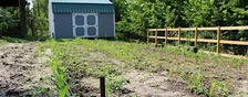 Root Vegetable Harvesting in the Farmette: November 3