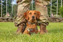 Paws & Pints: Celebrating 10 Years of Changing Lives