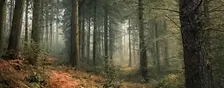 Forest Bathing at Himley Hall