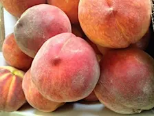 Fruit Trees for the Home Gardener - Advance