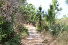 Guided Walk: CREW Flint Pen Strand Trails (Yellow North Trail)