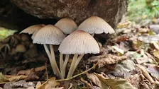 Members Exclusive Fungi Foray