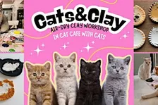 Cats&Clay - clay workshop in cat cafe with cats - Tilburg
