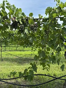 Harvest Season Winery Tour