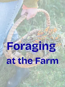 Foraging at the Farm: Pasture Walk .... Plus Tinctures & Teas Demo