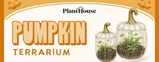 Pumpkin Terrarium Workshop