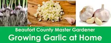 Growing Garlic at Home
