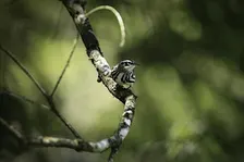 Guided Birding Walk: Spring Migration