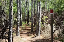 Guided Walk: CREW Flint Pen Strand Trails (Red Trail)