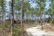 Guided Walk: CREW Flint Pen Strand Trails (Purple Trail)