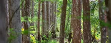 Guided Walk: CREW Cypress Dome Trails (Yellow/Green Trail)