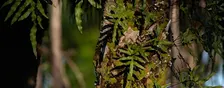 Ferns of the Forest